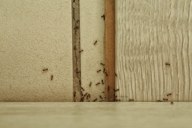Pest Control Prep for High Summer Occupancy